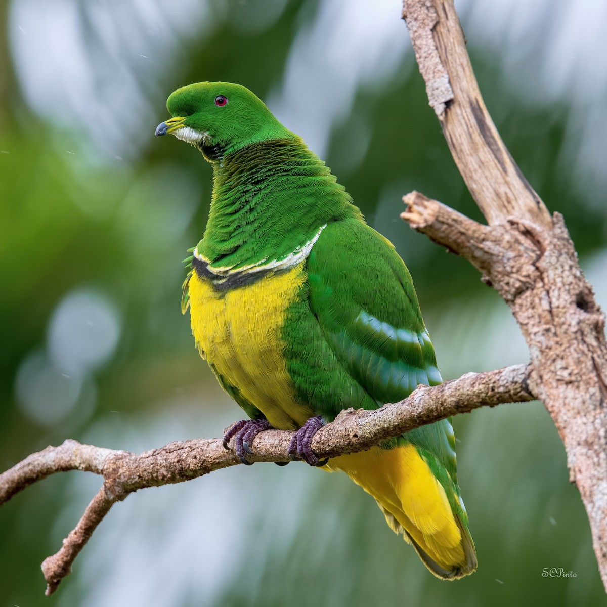 Cloven-feathered Dove - ML513672431