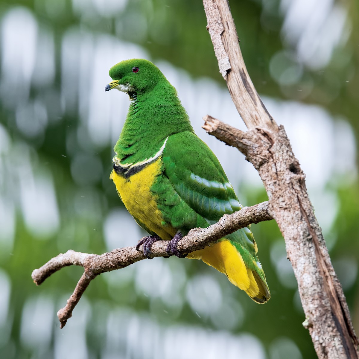 Cloven-feathered Dove - ML513672441