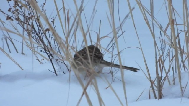 Field Sparrow - ML513672861