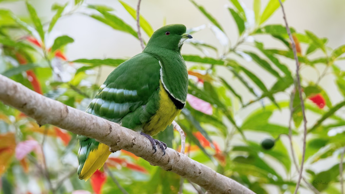 Cloven-feathered Dove - Shailesh Pinto