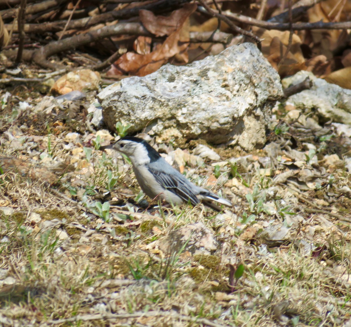 White-breasted Nuthatch - ML51367431