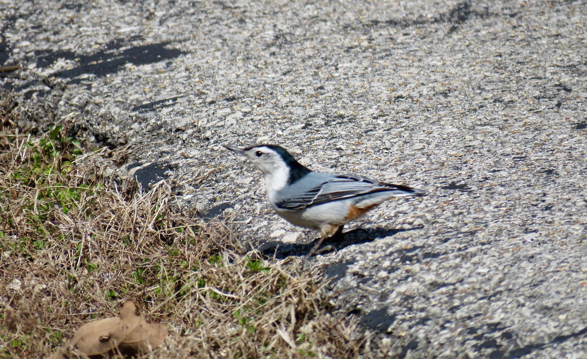White-breasted Nuthatch - ML51367501