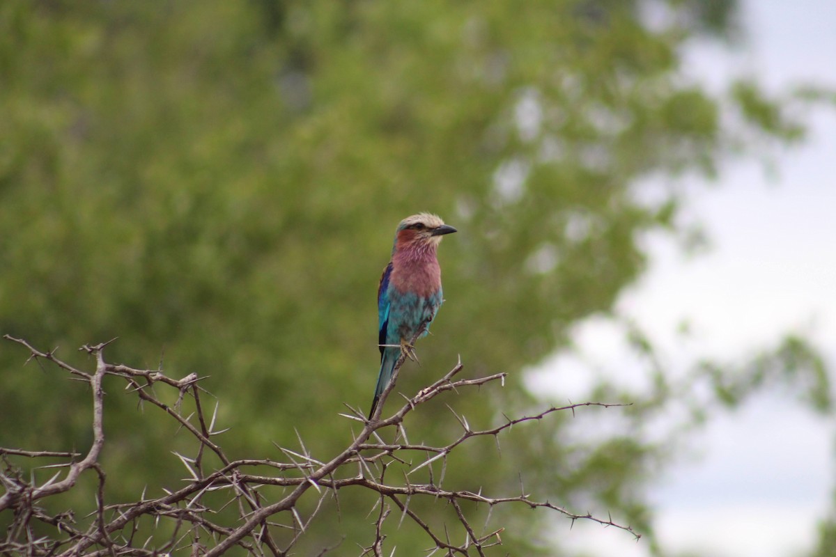 Lilac-breasted Roller - Mark Wilson