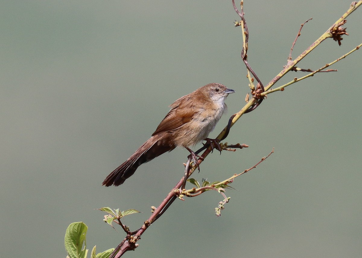 Fan-tailed Grassbird - Wayne Paes