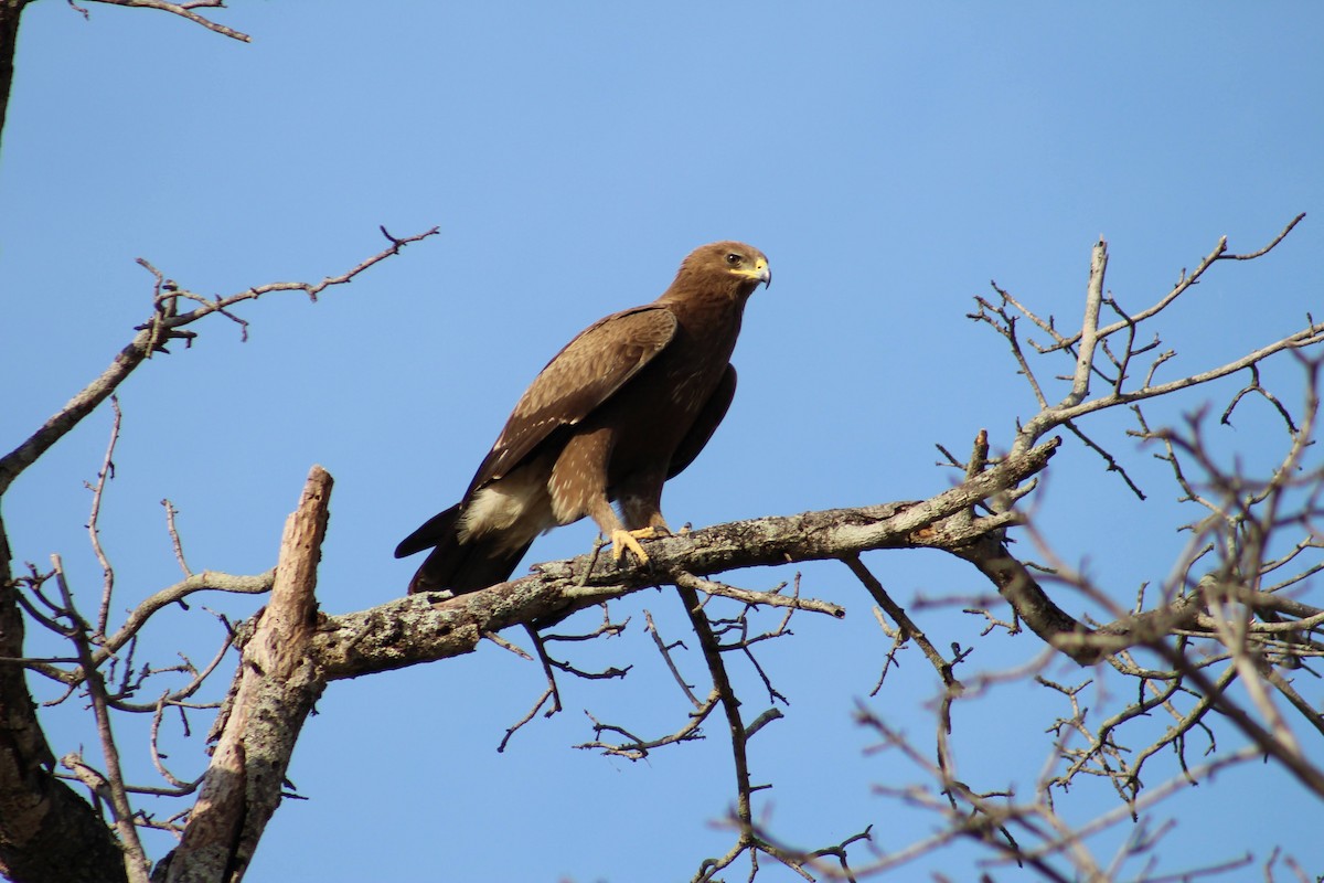 Lesser Spotted Eagle - Mark Wilson