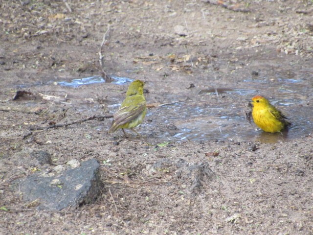 Yellow Warbler - Corban Hemphill