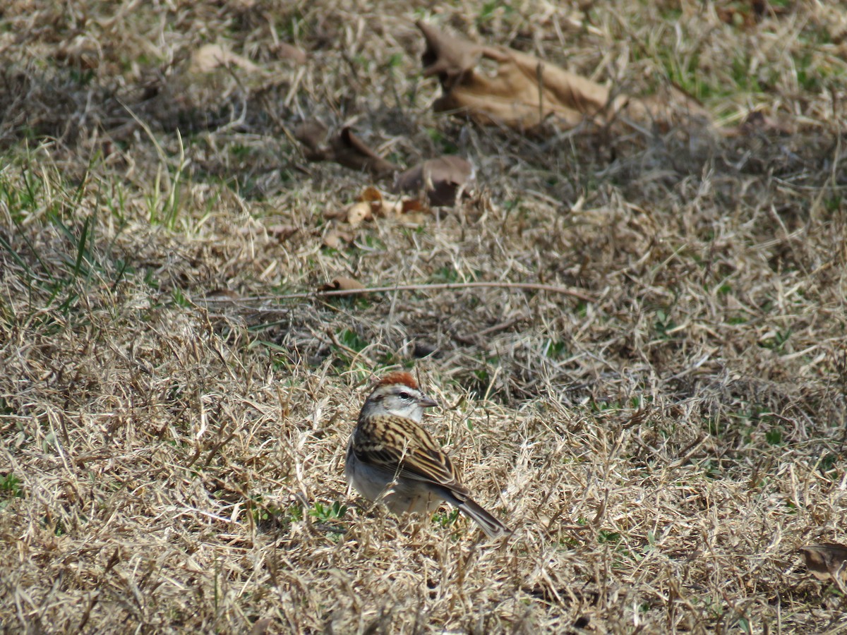 Chipping Sparrow - ML51368901