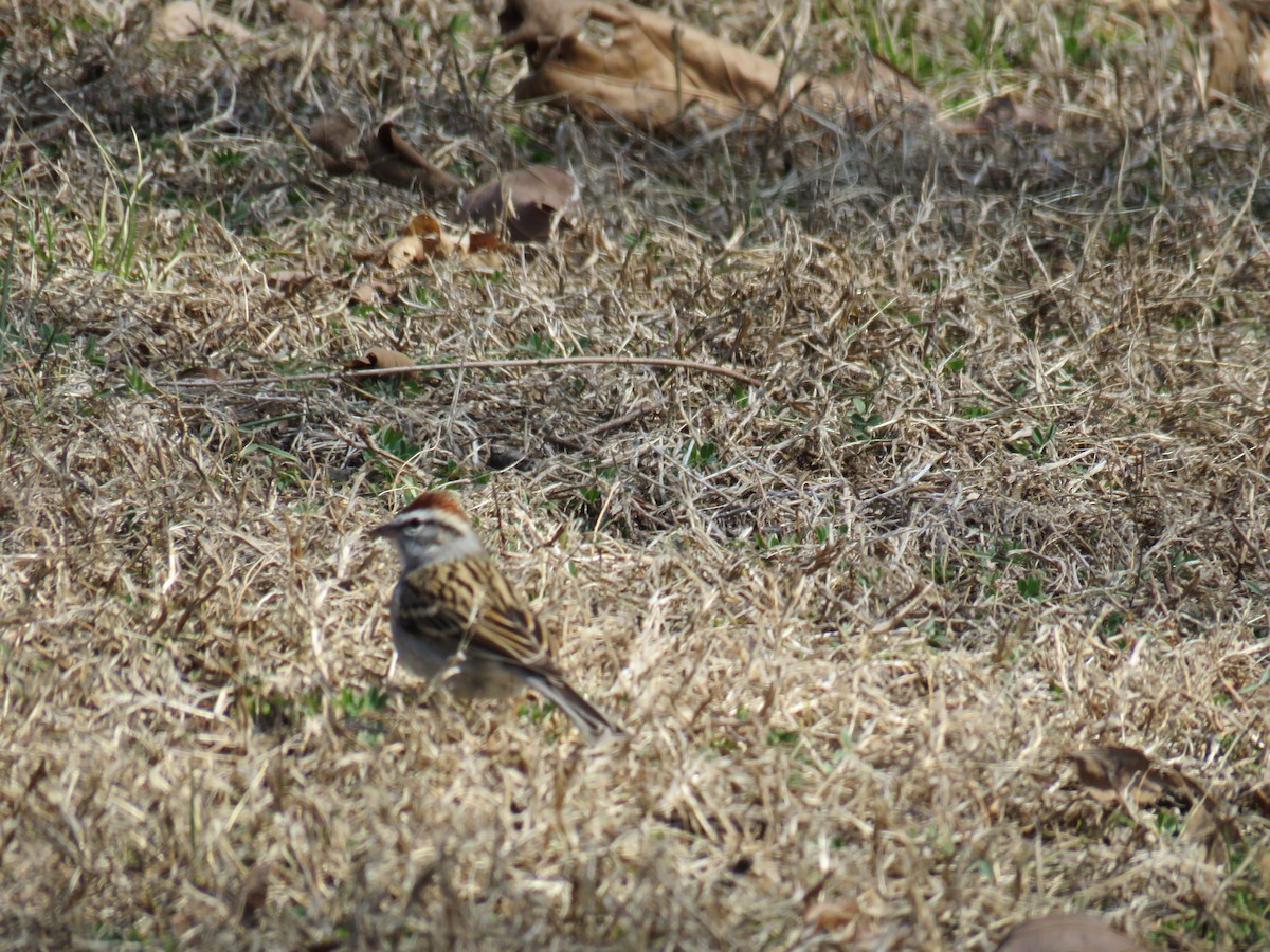 Chipping Sparrow - ML51368911