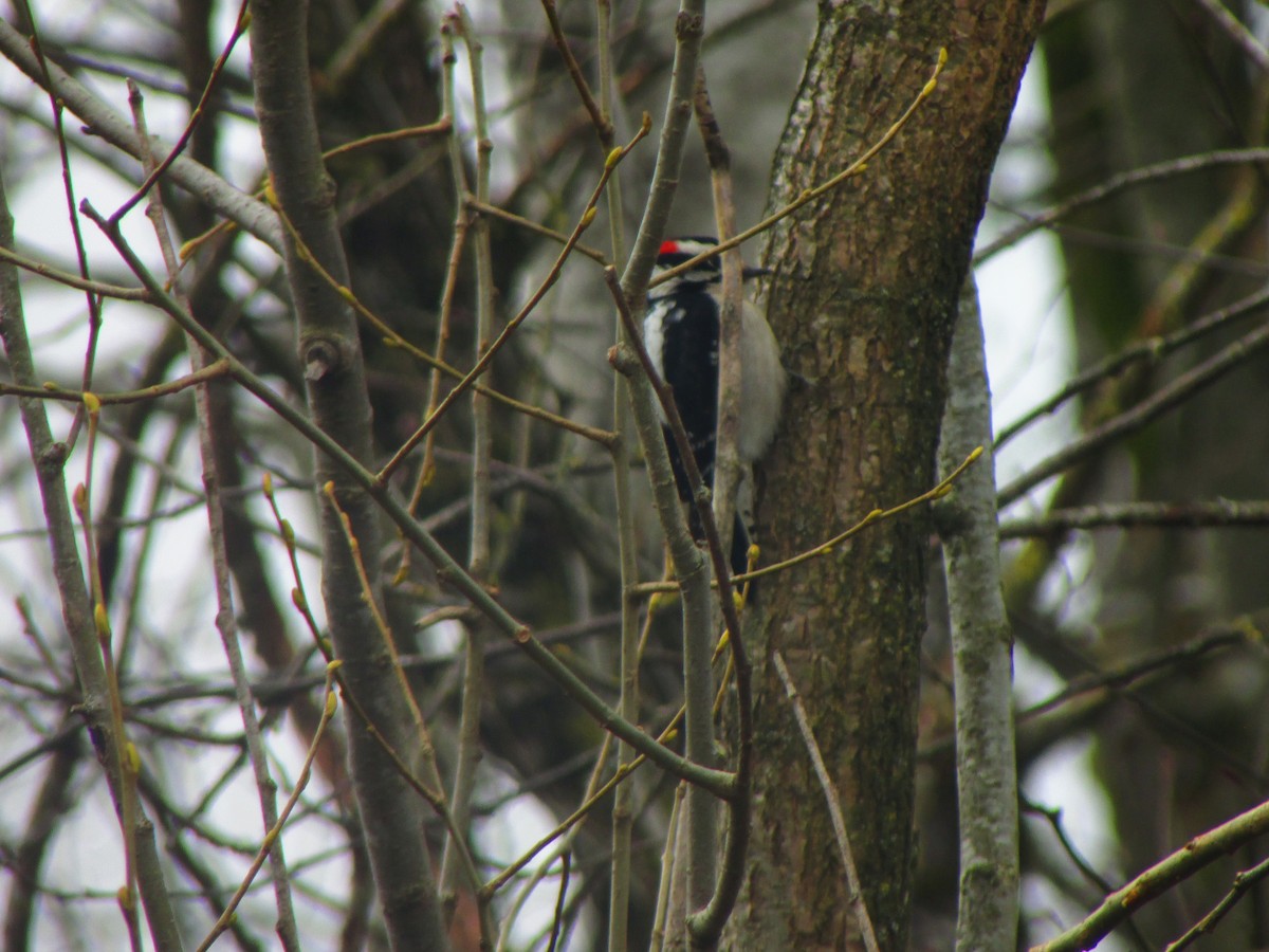 Downy Woodpecker - ML51369091