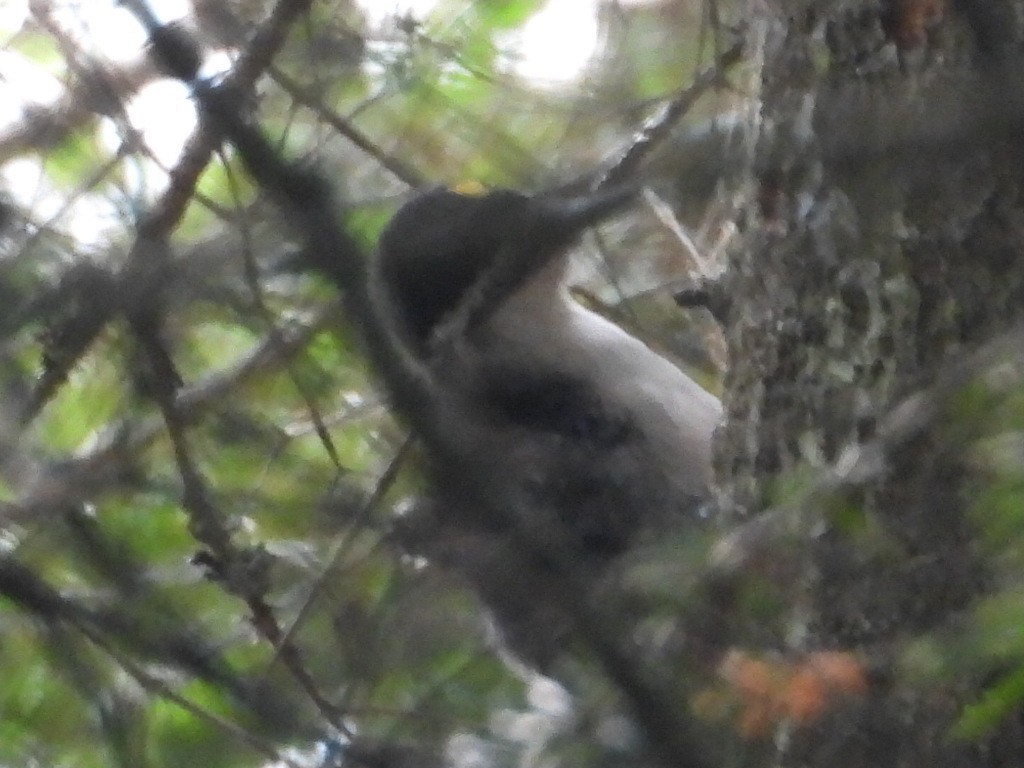 Black-backed Woodpecker - ML513695131