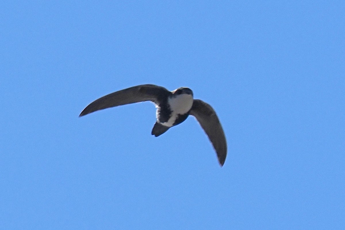 White-throated Swift - ML513697801