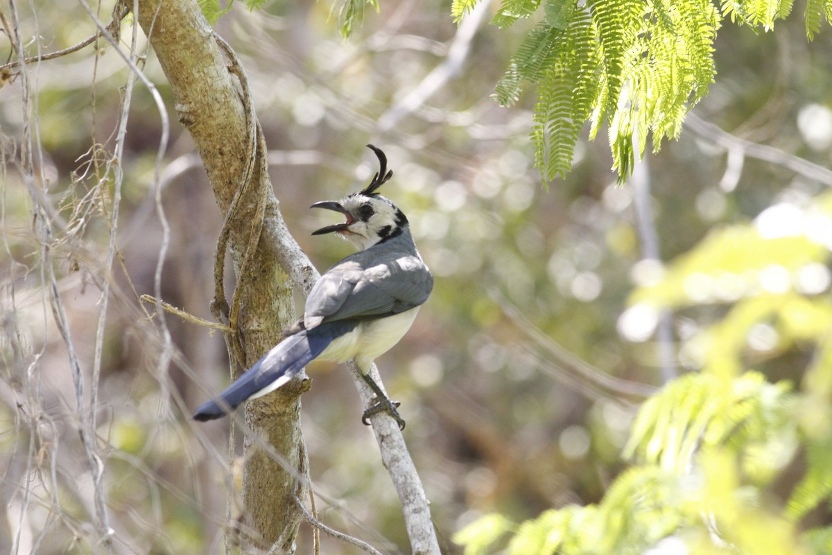 White-throated Magpie-Jay - ML513701691
