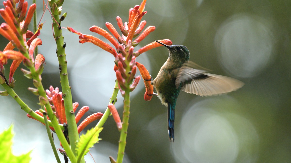 Long-tailed Sylph - ML513705101