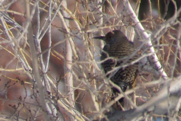 Northern Flicker (Yellow-shafted x Red-shafted) - ML513706491