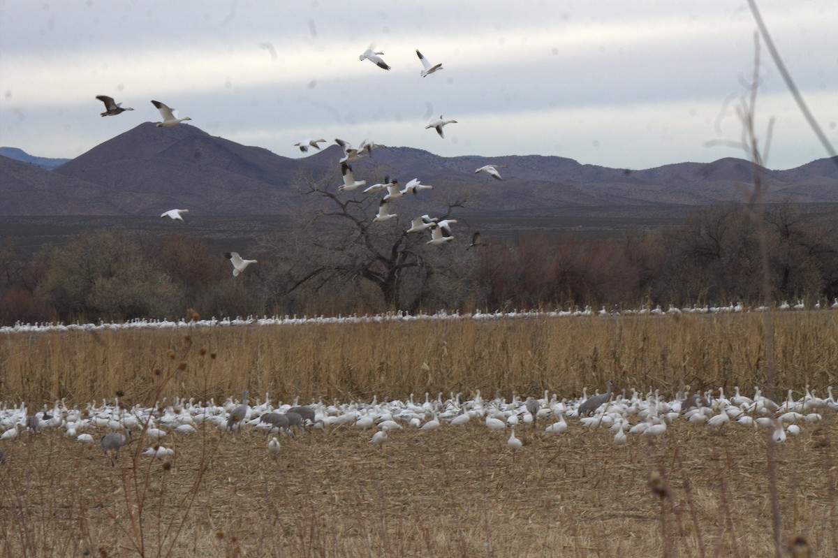 eBird Checklist - 28 Dec 2016 - Bosque del Apache NWR - 20 species