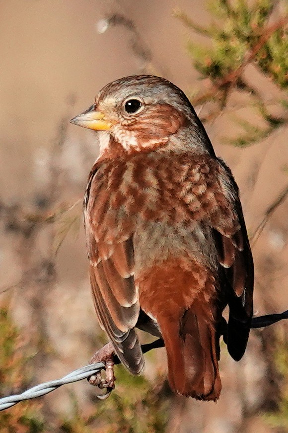 Fox Sparrow - Alan Mitchnick
