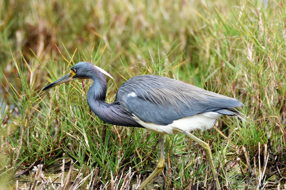 Tricolored Heron - Andrew Dobson