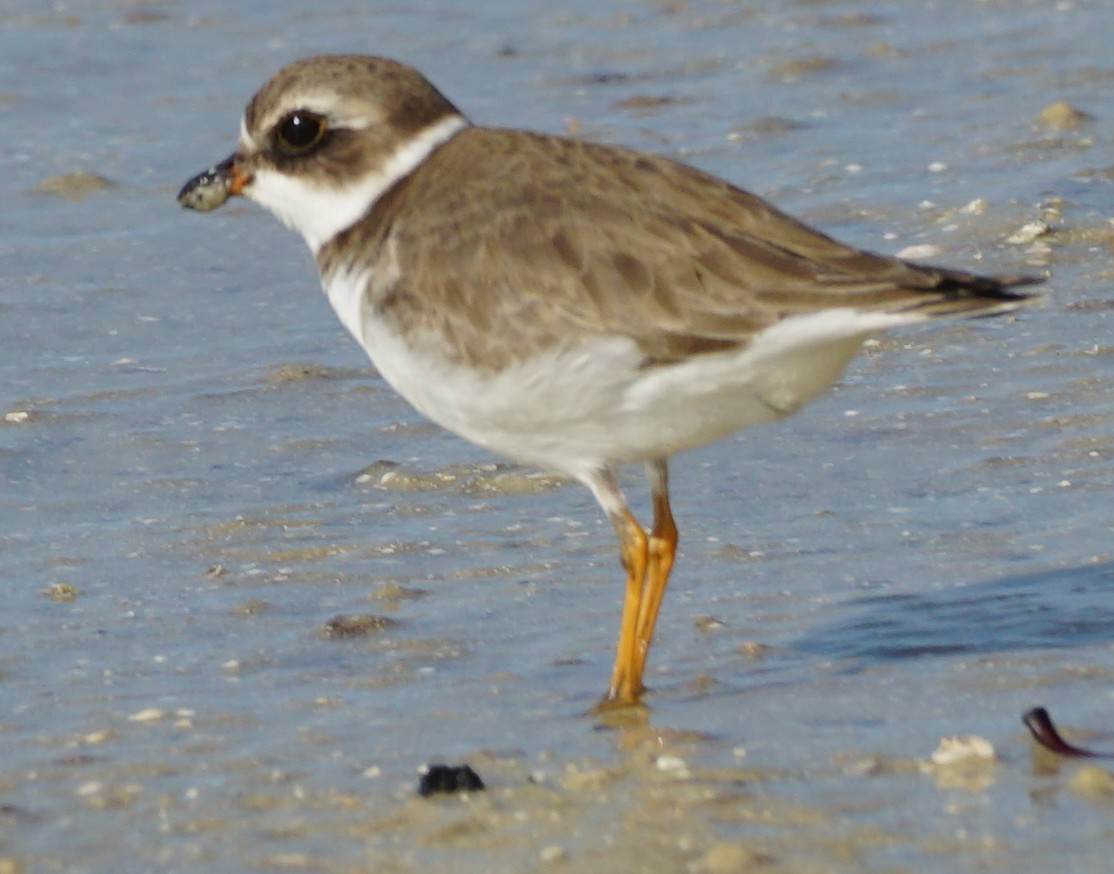 Semipalmated Plover - ML513713691