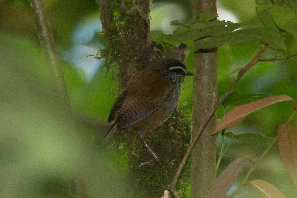 Gray-breasted Wood-Wren (Central American) - Patrick Van Thull