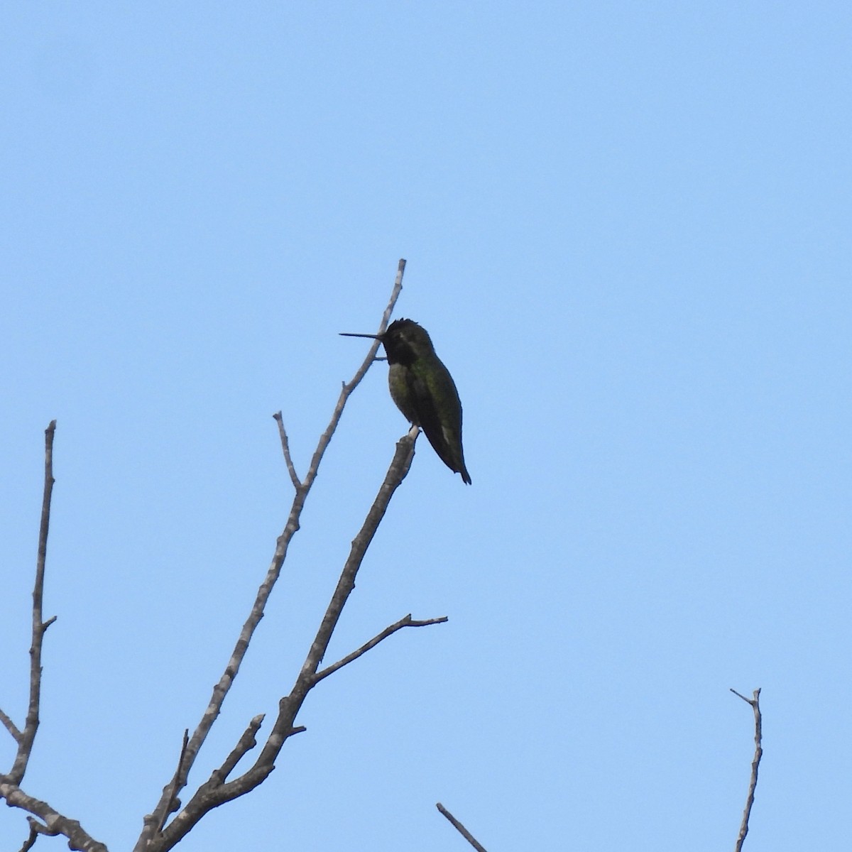 Anna's Hummingbird - ML513714941