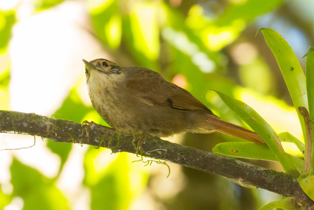 Scaly-throated Foliage-gleaner (Scaly-throated) - Patrick Van Thull