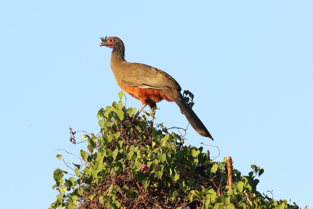 Rufous-bellied Chachalaca - Mark Patry
