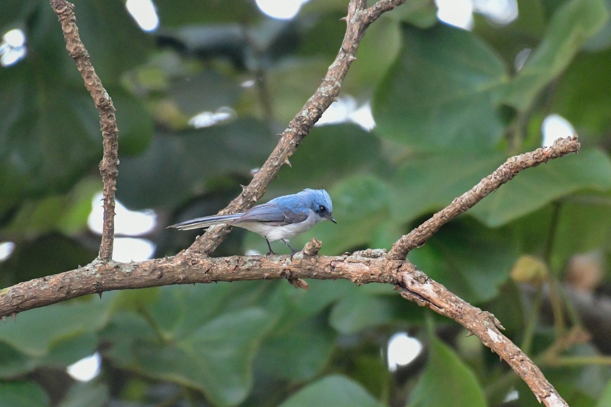 White-tailed Blue Flycatcher - ML513719281