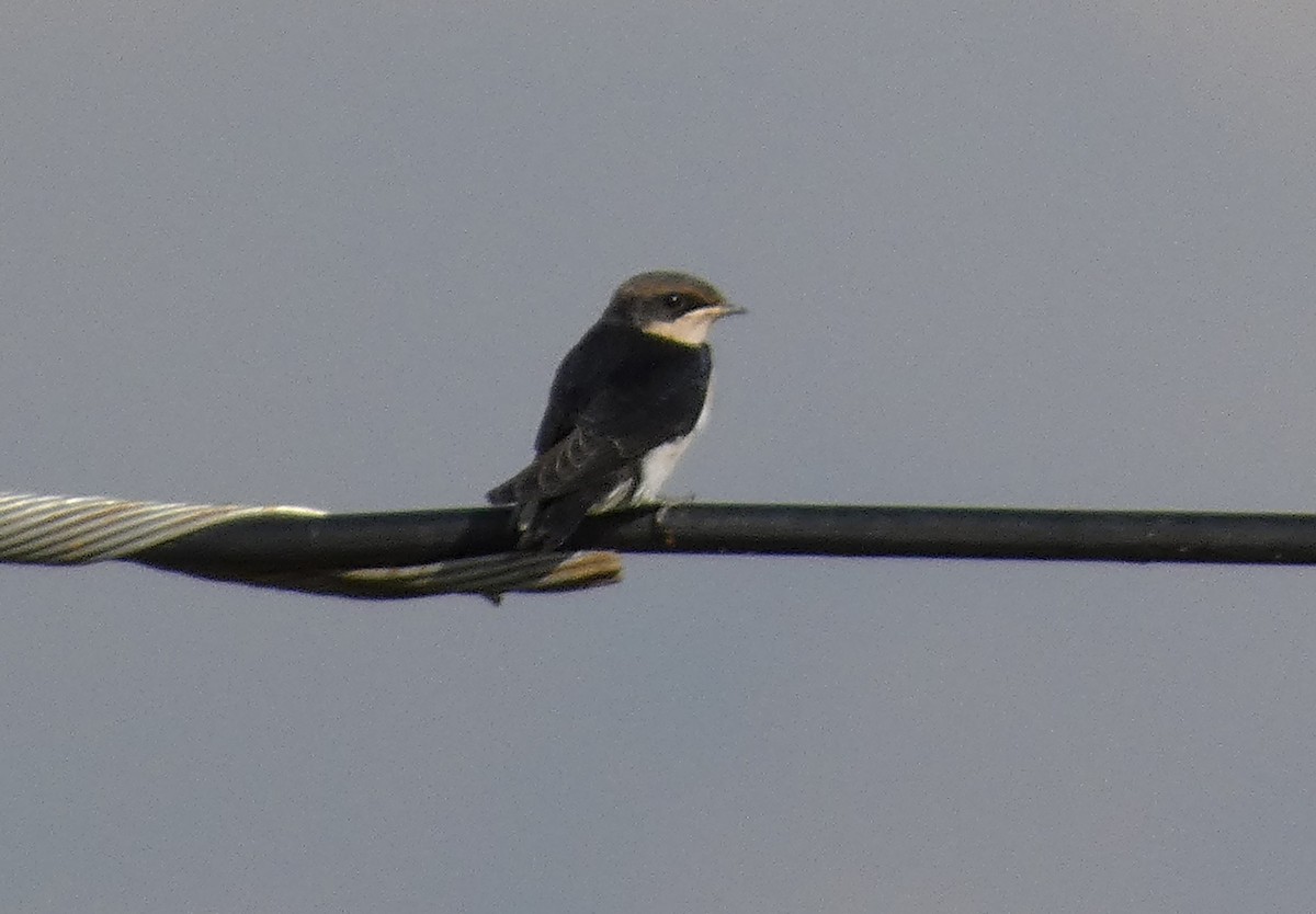 Wire-tailed Swallow - ML513721151