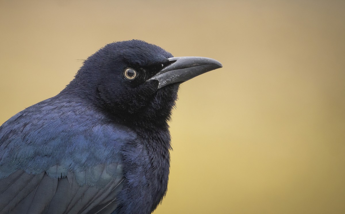 Great-tailed Grackle - ML513721631