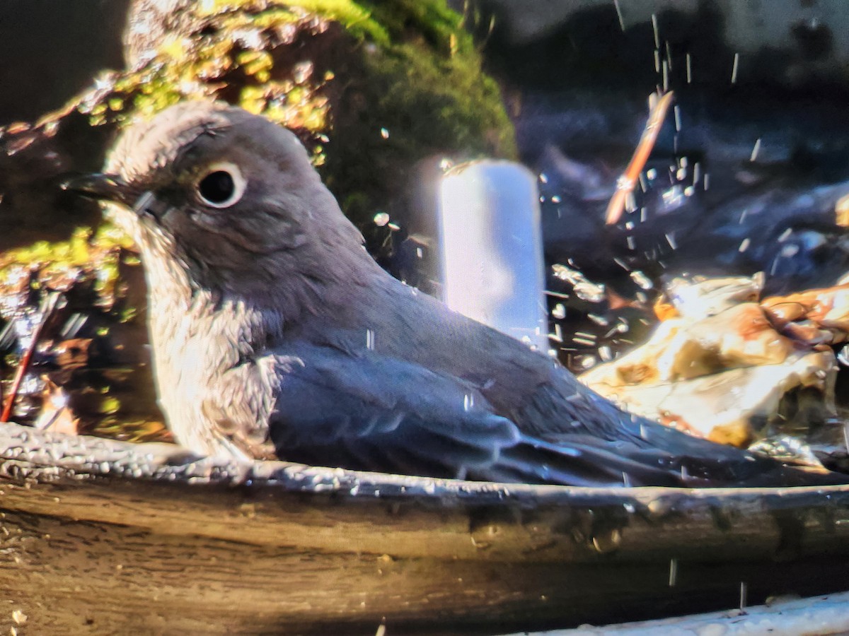 Townsend's Solitaire - ML513726161