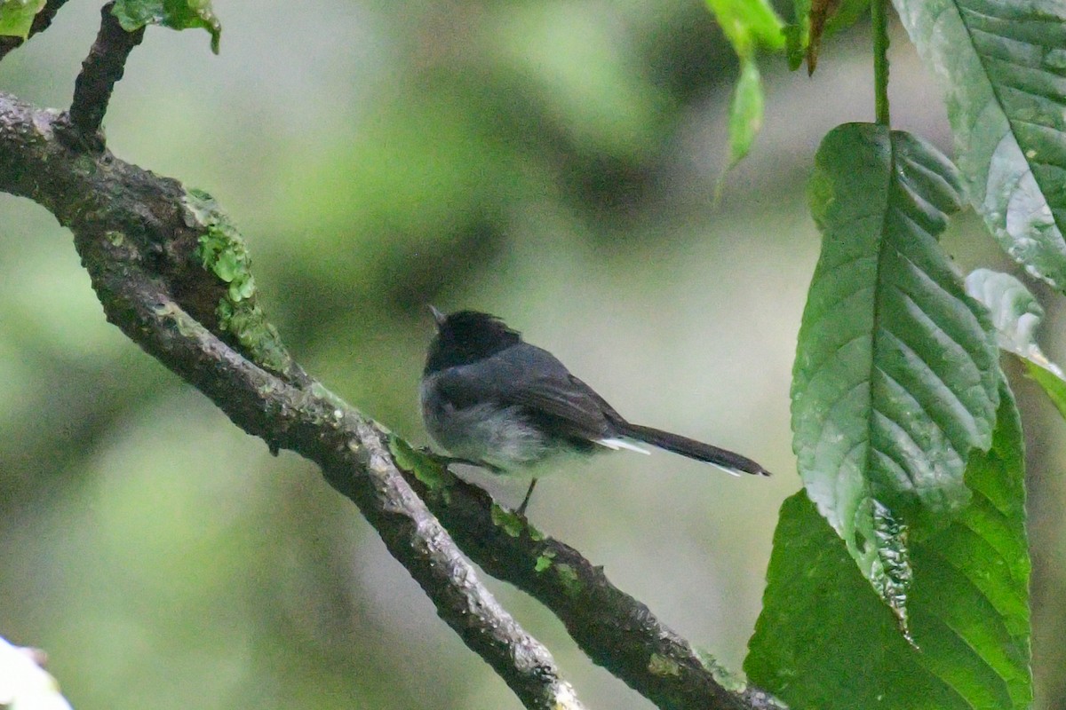 White-tailed Crested Flycatcher - ML513726501