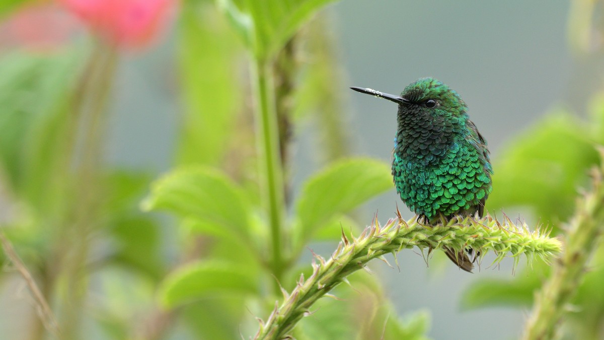 Narrow-tailed Emerald - Miguel Aguilar @birdnomad