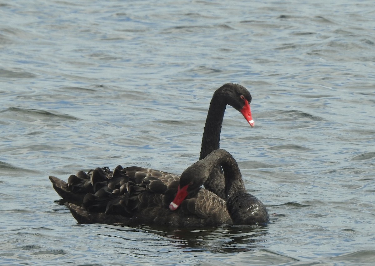 Black Swan - ML513733281
