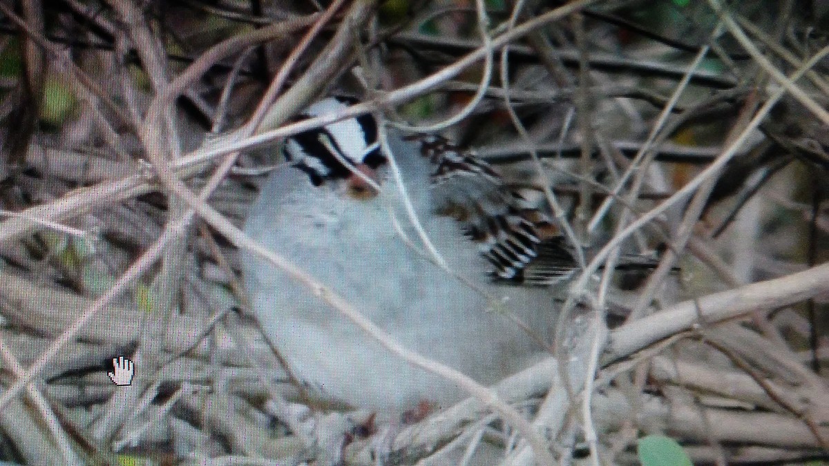 White-crowned Sparrow - ML51373371