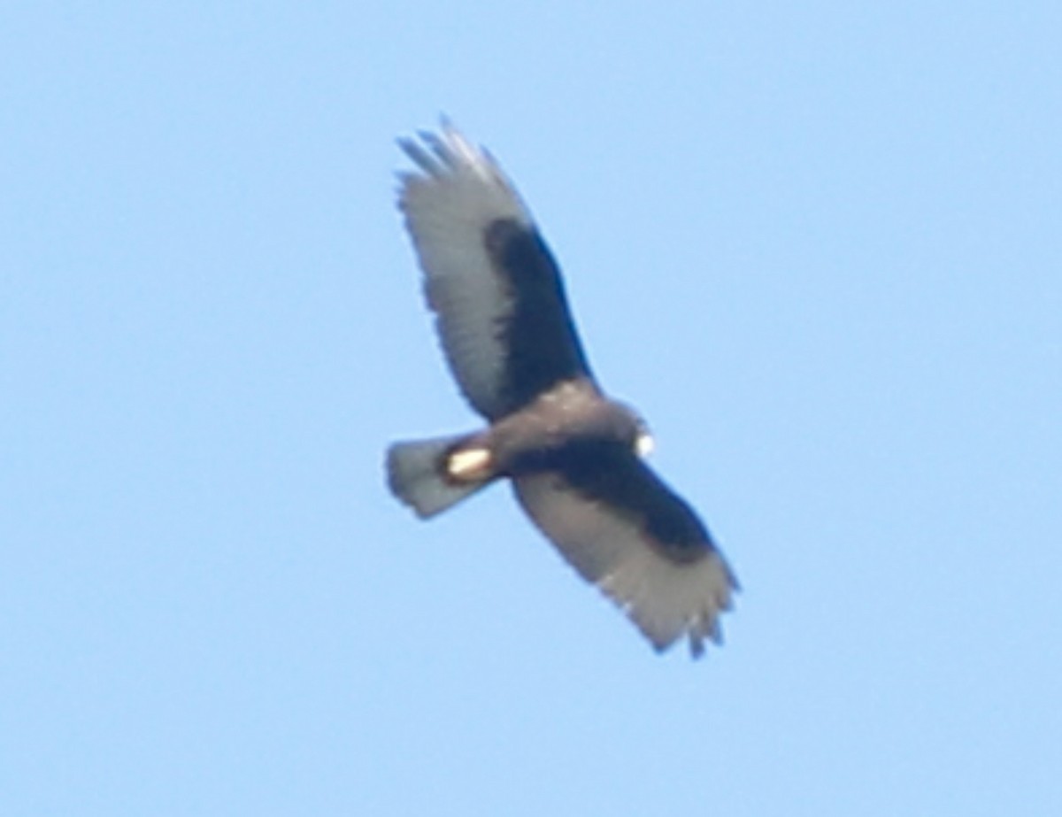 Zone-tailed Hawk - ML513739581