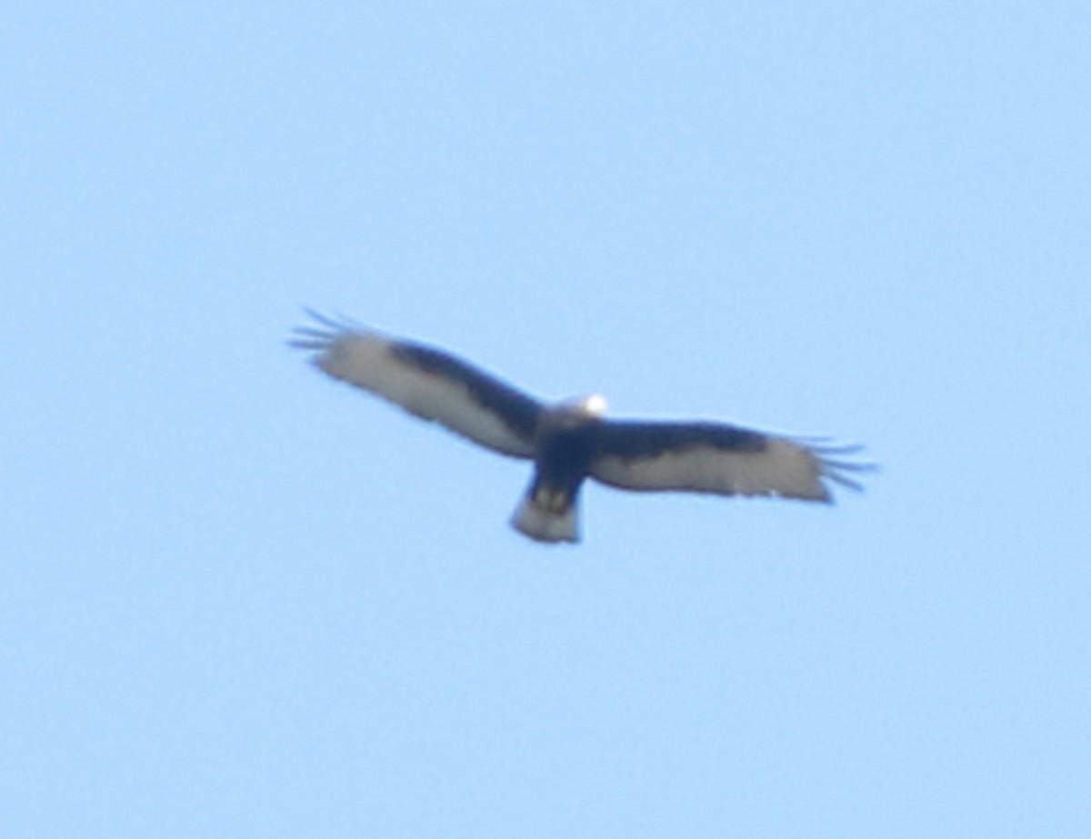 Zone-tailed Hawk - ML513740541
