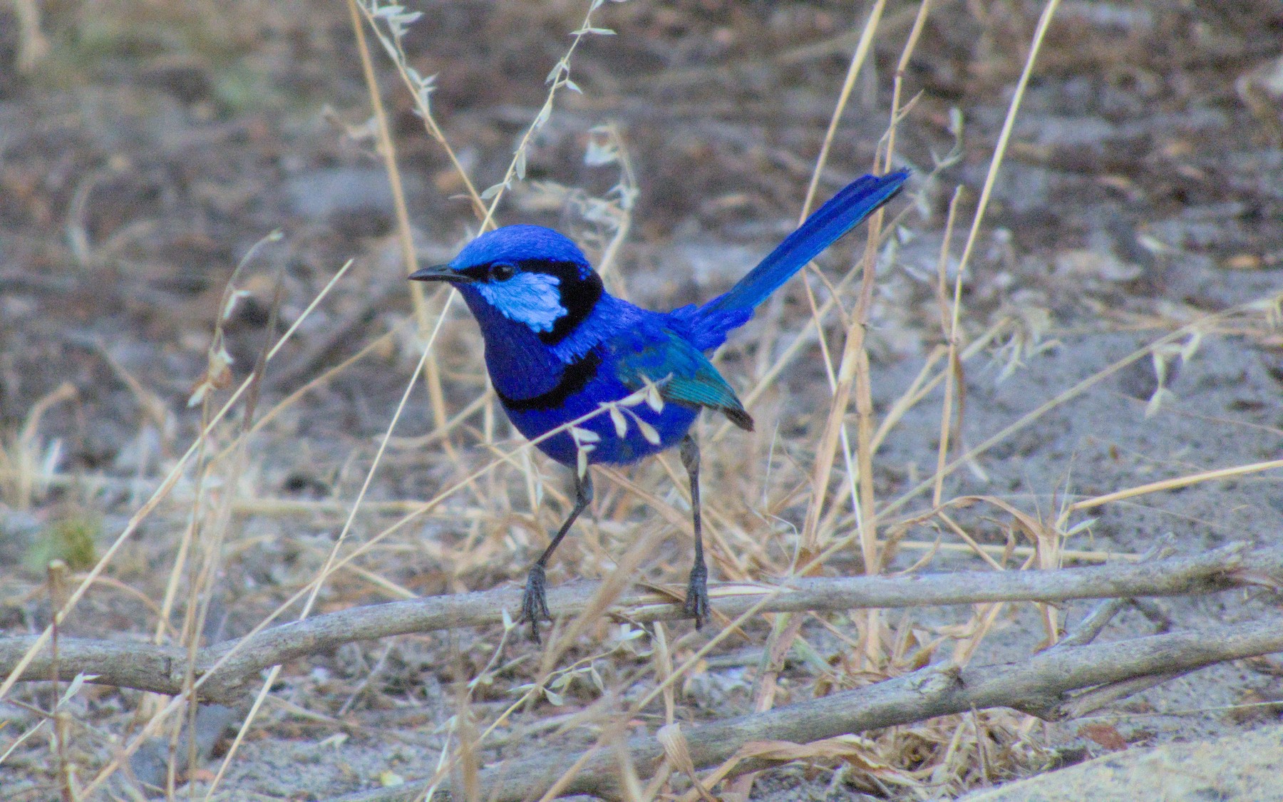 A Splendid Fairywren I photographed at Whiteman Park, Perth, 16 December 2022