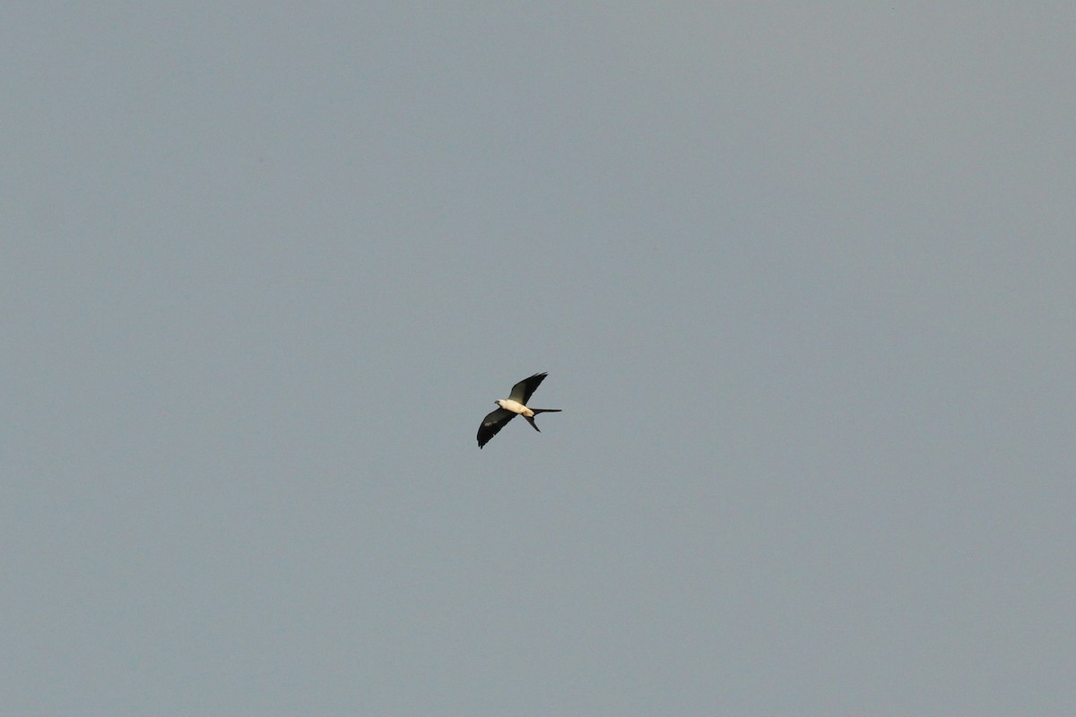 Swallow-tailed Kite - Frank Thierfelder