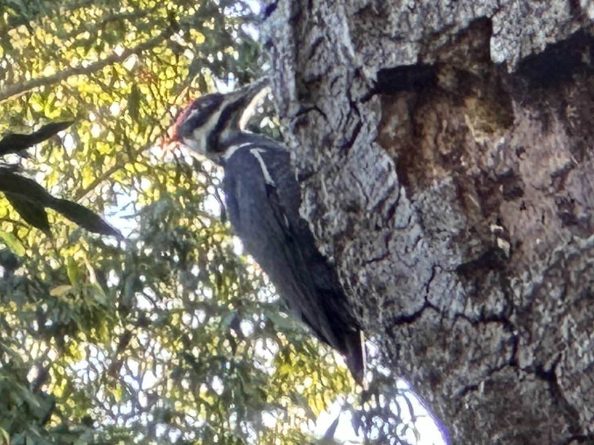 Pileated Woodpecker - Brook OConnor