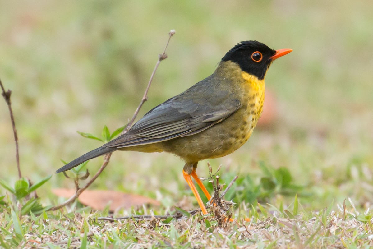 Yellow-throated Nightingale-Thrush - Patrick Van Thull