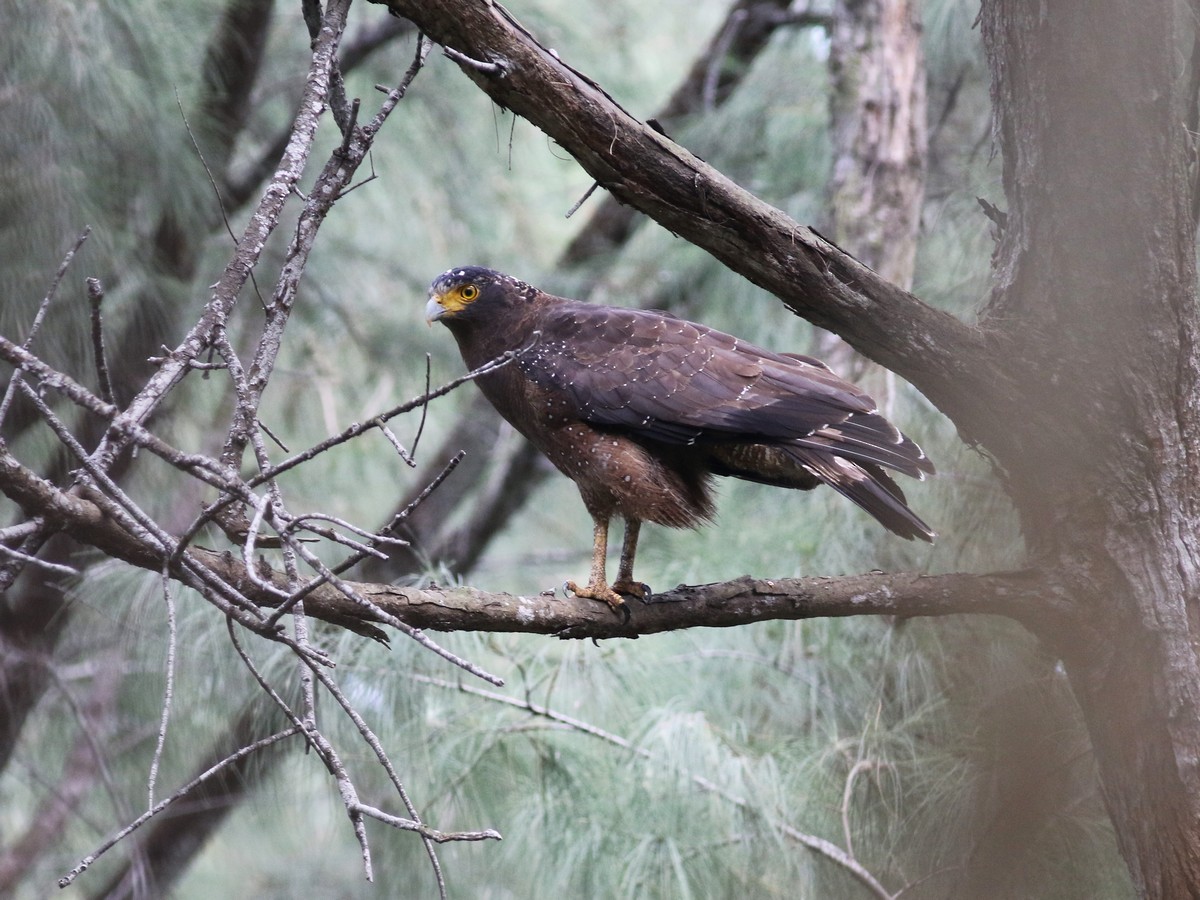 Crested Serpent-Eagle - ML513753071