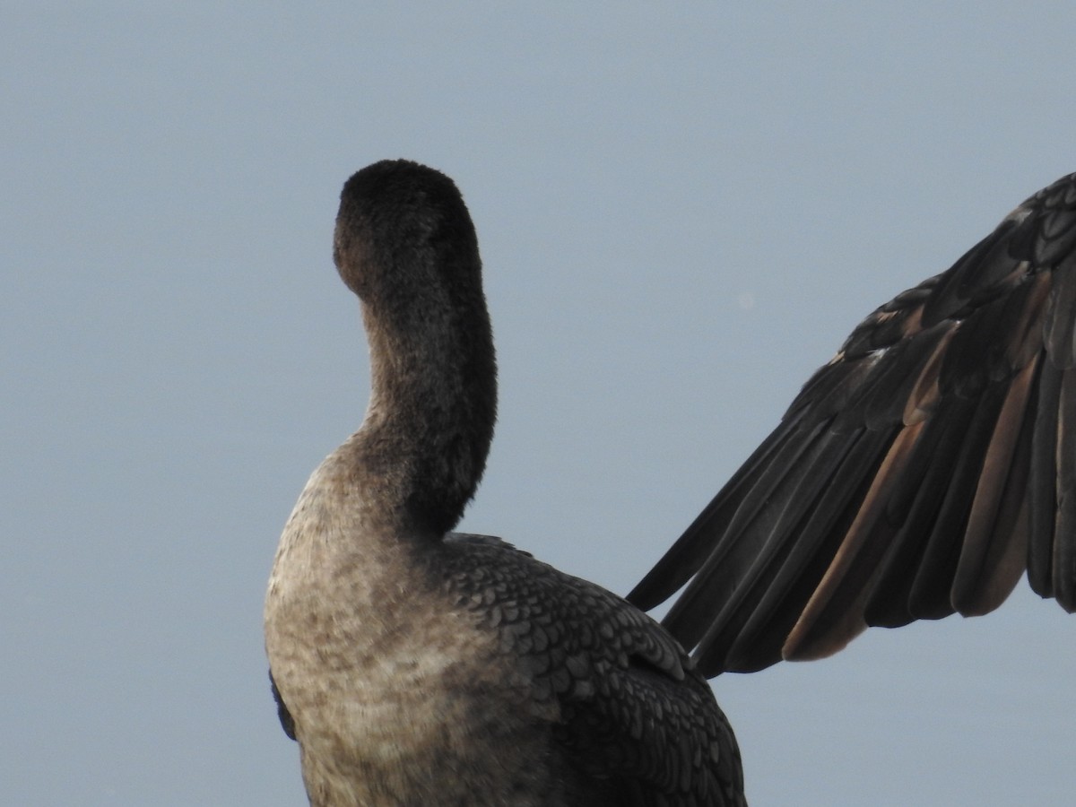 Double-crested Cormorant - Ananth Ramaswamy