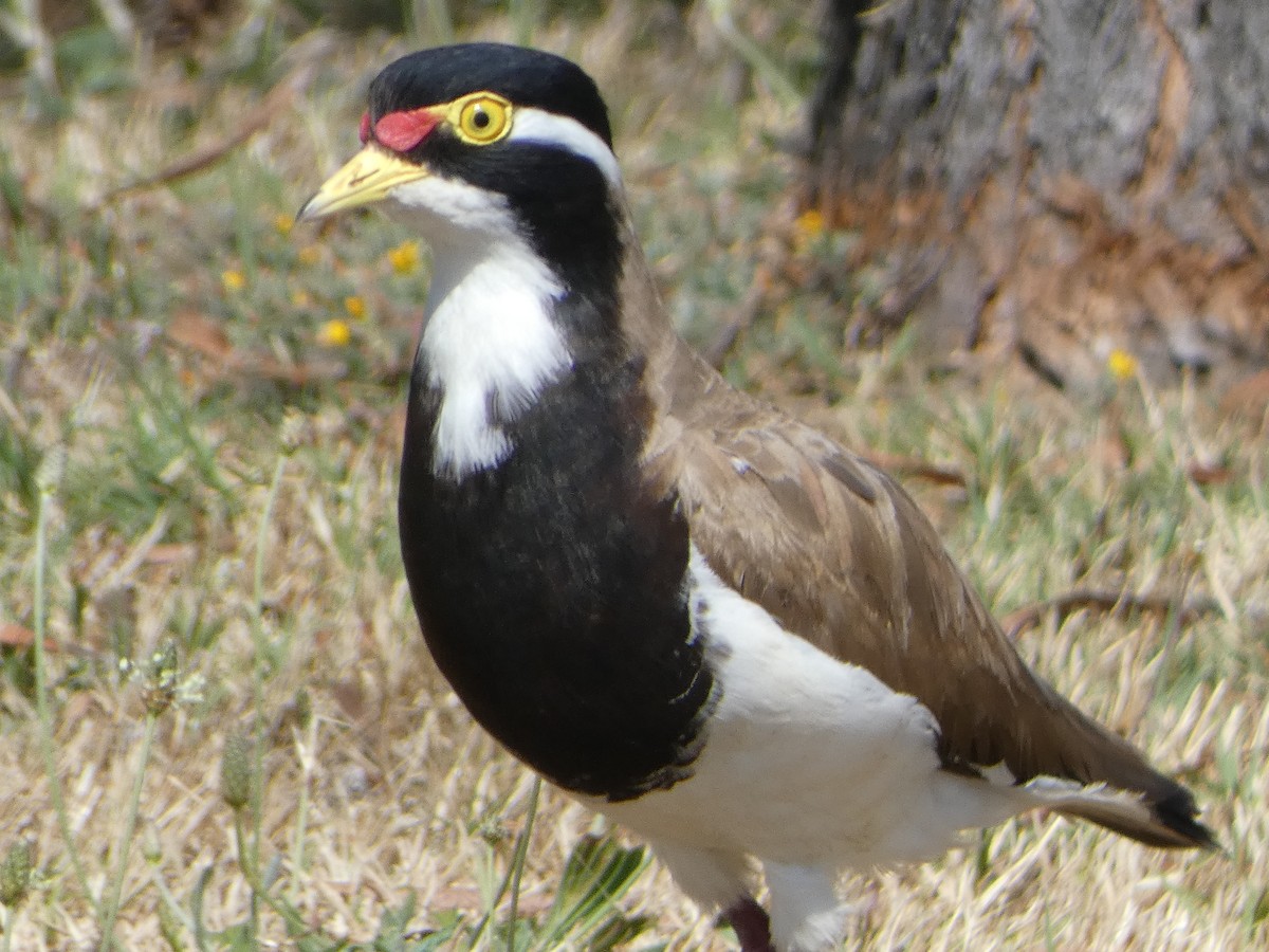 Banded Lapwing - ML513757431