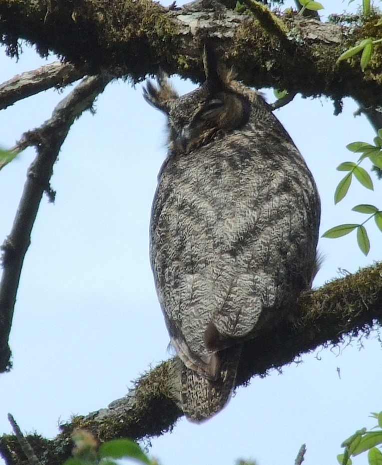 Great Horned Owl - ML513759651