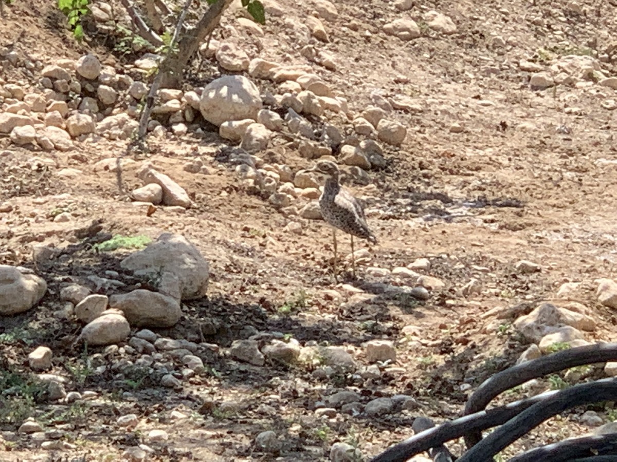 Spotted Thick-knee - ML513761181