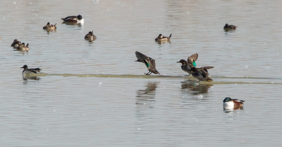 Green-winged Teal - Timothy Aarons