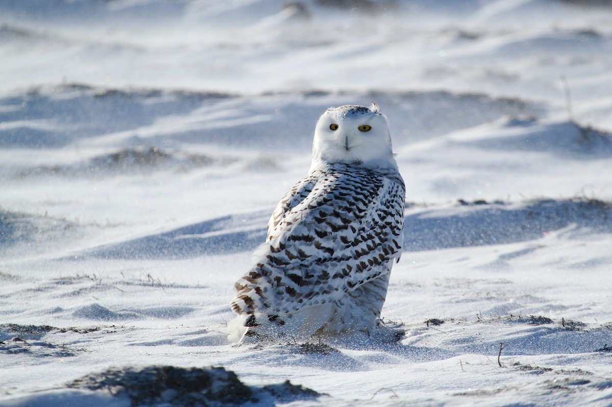 Snowy Owl - Skye Haas