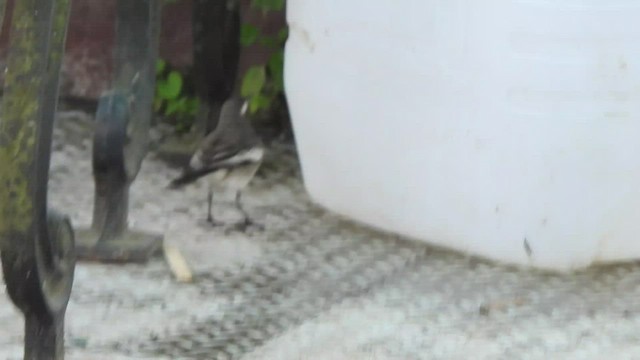 White-browed Wagtail - ML513771341