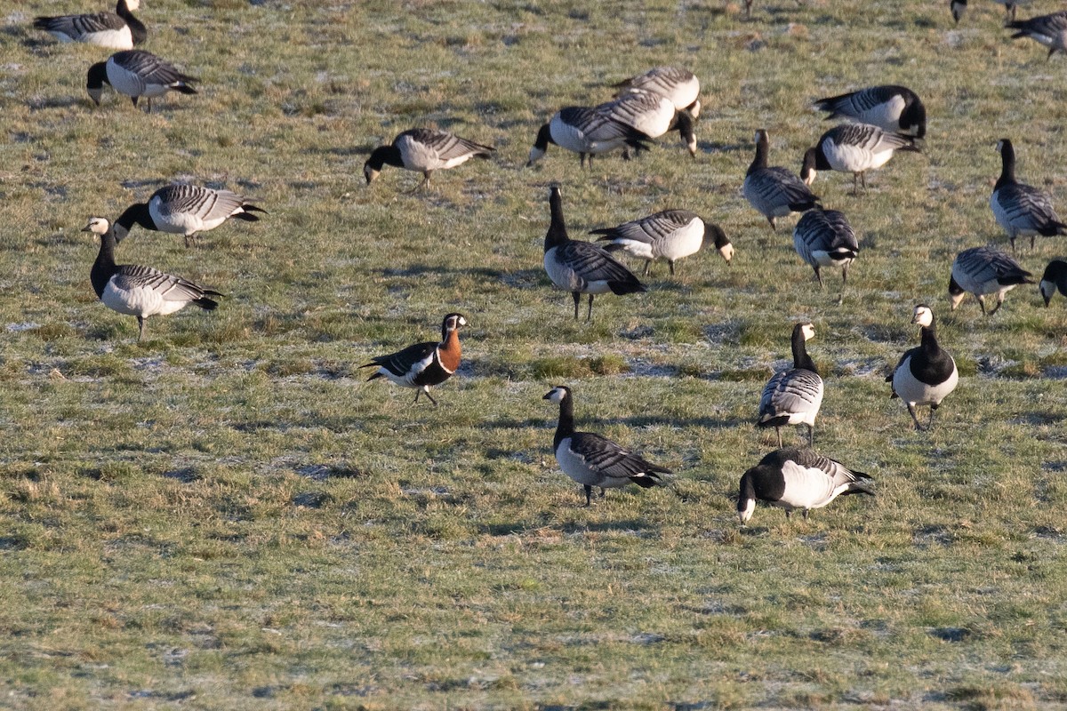 Red-breasted Goose - ML513777351