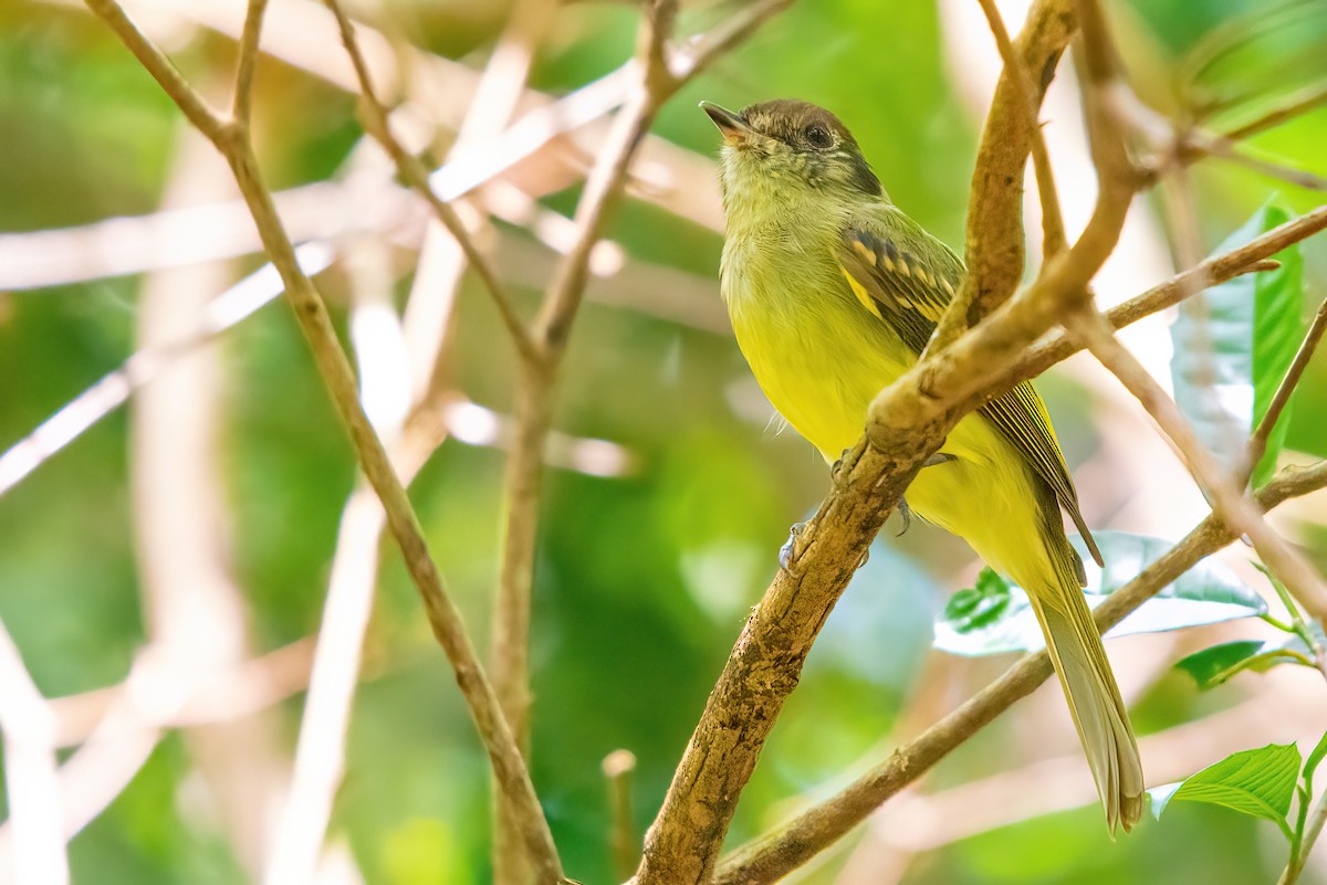 Sepia-capped Flycatcher - ML513786711